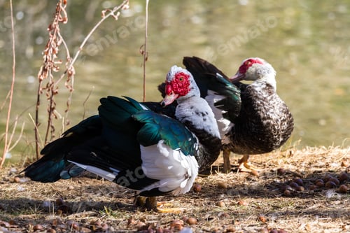 Preview: Muscovy Duck Near A Pond With Golden Autumn Colors Reflecting On The Water