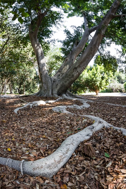 Preview: Close Up Of The Long Shallow Root Of A Large Tree In California