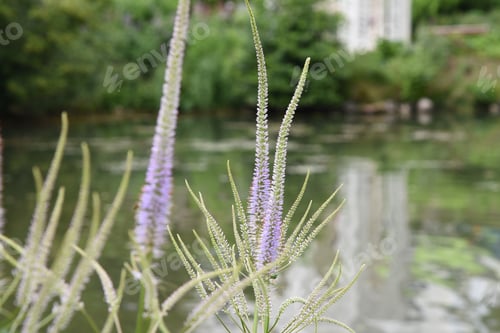 Preview: Pale Purple Flowers In Front Of A Pond