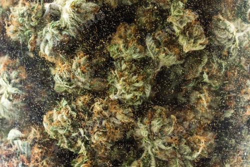 Preview: Close Up Of A Glass Jar Filled With Cannabis Buds With Crystals And Fibers On The Inside Wall