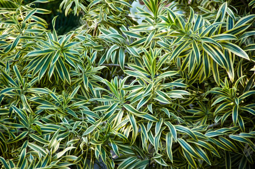 Preview: Green Foliage Background - Perfect Nature Shoot