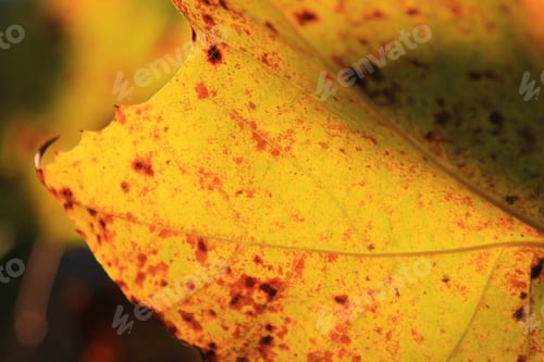 Preview: Fall Leaf Background - Colors In Nature - Yellow Light