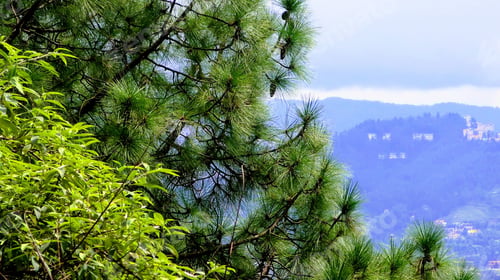 Preview: Green Tree Overlooking Shimla, India