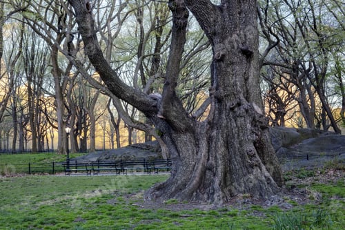 Preview: Central Park, New York City Early Morning In Spring