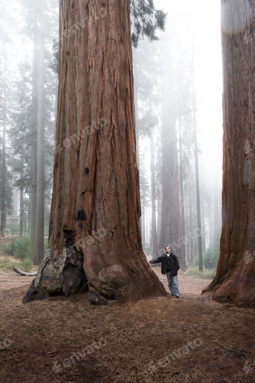 Preview: Adult Male Enjoying Nature In A Giant Sequoia Forest With Fog In The Background