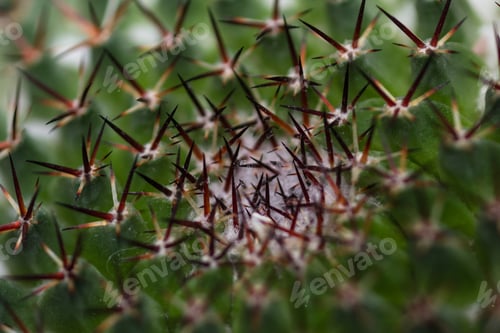 Preview: Close Up Detail Of An Ornamental Cactus For A Texture Background