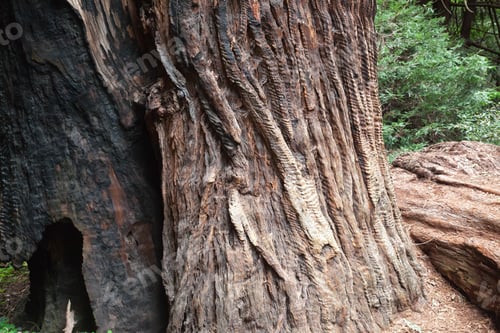 Preview: Abstraction In Redwood Trees Of California