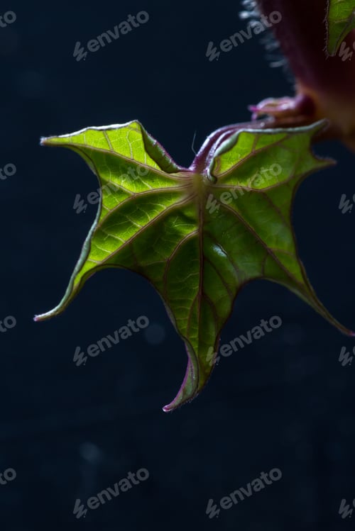 Preview: Close Up Of A Sweet Potato That Sat On The Counter For Too Long And Now Has Stems And Leaves
