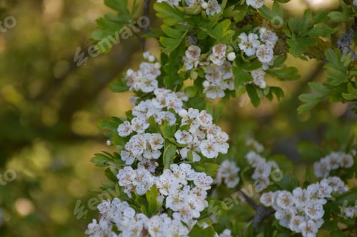Preview: Fruit Tree With Clusters Of White Apple Blossoms Blooming.