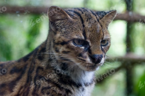 Preview: Close Up Of An Ocelot In A Wild Life Refuge In Costa Rica