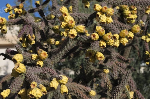Preview: A Closeup Of Branches From A Staghorn Cholla Cactus. 4729