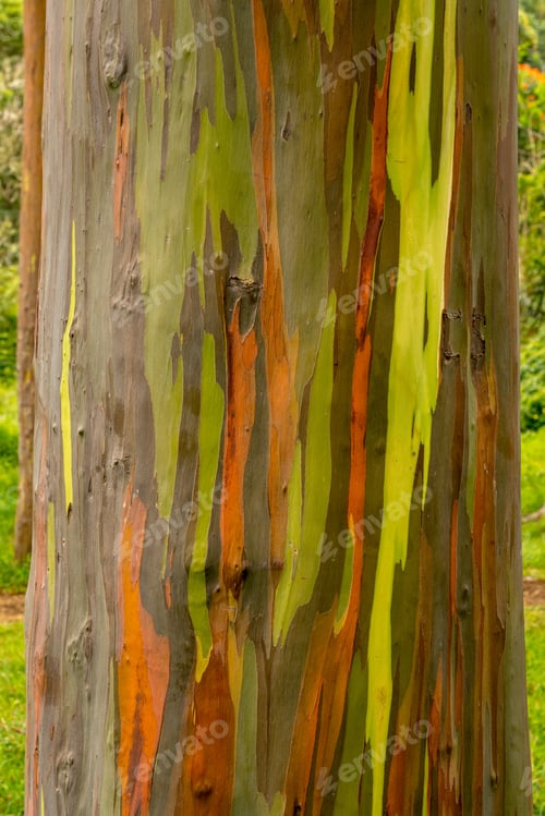 Preview: Close Up Of The Colorful Bark And Tree Trunk Of The Rainbow Eucalyptus Tree At Keahua Arboretum In