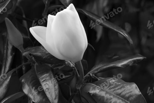 Preview: Magnolia Blossom In Black And White