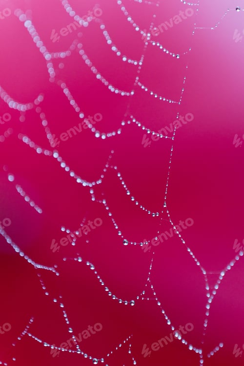 Preview: Close Up Of A Wet Spider Web With A Red Background