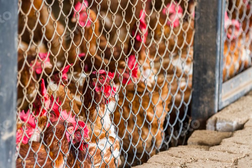 Preview: Close Up Of A Group Of Chickens Tightly Packed In A Small Room Behind A Fence In A Small Poultry