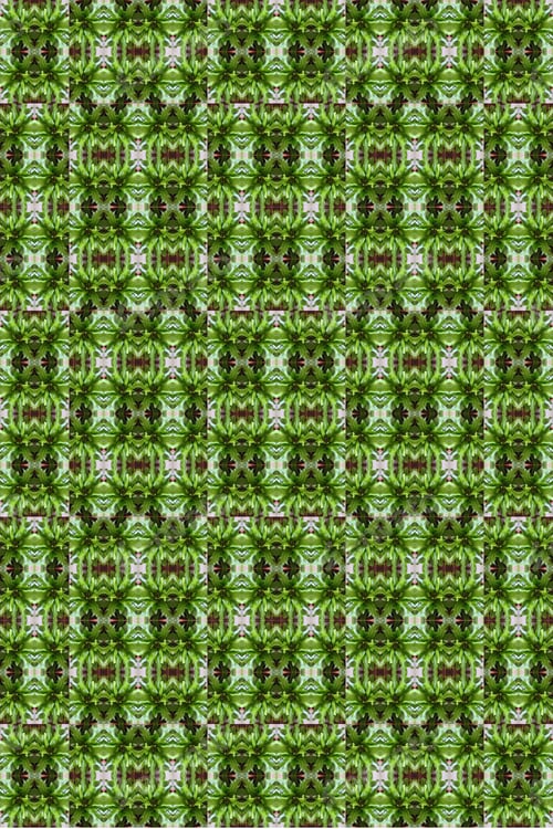 Preview: A Crissie Birds Nest Fern Plant Abstract With Crinkly Green Leaves 0306