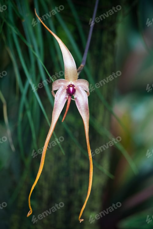 Preview: Exotic Orchid With Green Background