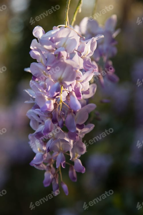 Preview: Purple Wisteria Flowers