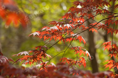 Preview: Red Leaves Of A Japanese M