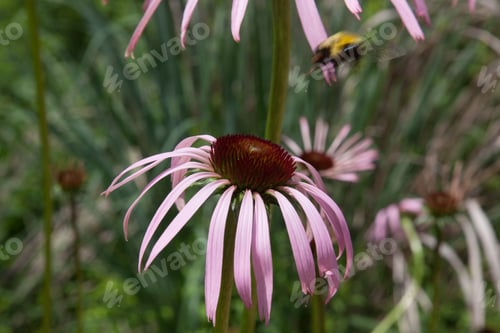Preview: Cornflower And Bee Outdoors