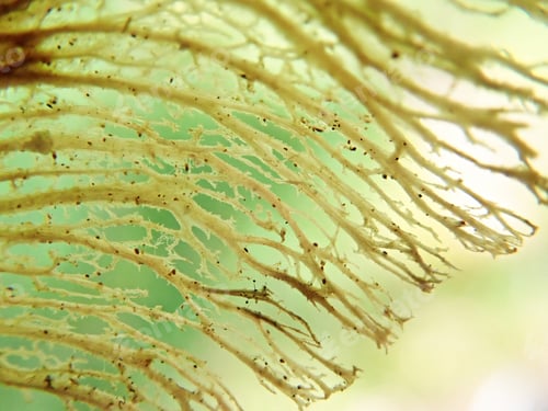 Preview: Abstract Pattern Of A Tree Seed