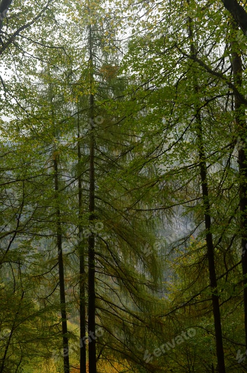 Preview: Beautiful Tall And Green Trees In The Italian Woods