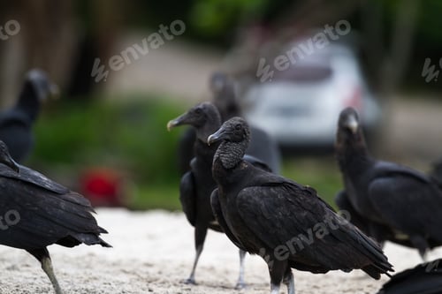 Preview: Black Vultures Feeding On A Fish Near A Small Fishing Village In The Pacific Coast Of Panama