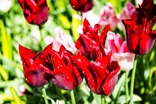 Preview: True Magenta Color Tulip In The Spring Garden With Background Green Leaves 1