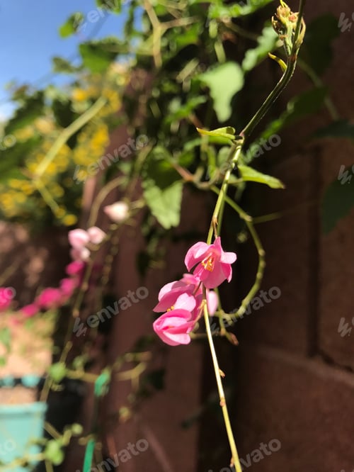 Preview: A Vine Of Antignon Leptopus With Pink Flowers