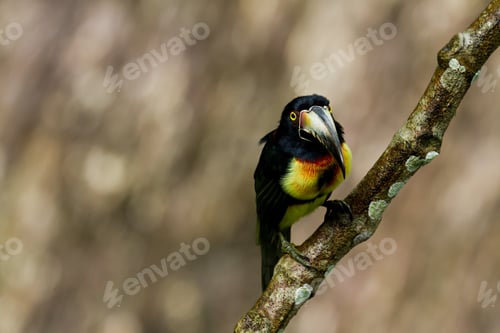 Preview: Aracari Toucan Perched On A Branch In The Rainforest Of Belize