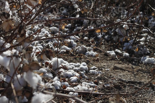 Preview: A Field Of Cotton Plants After Harvest 4667