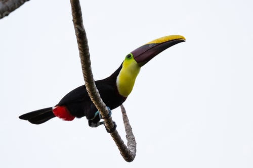 Preview: Wild Chestnut Mandibles Toucan Perched On A Tree Branch In The Costa Rica South Pacific