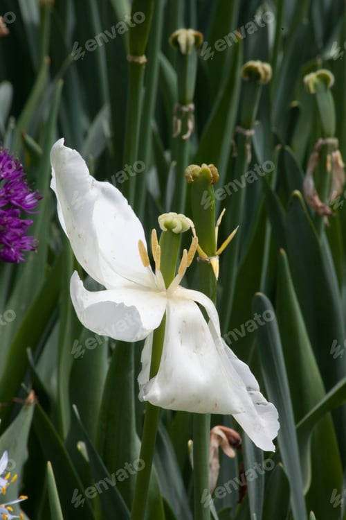 Preview: White Tulip Growing In The Sunshine