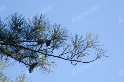Preview: Pine Tree Limb With Cones And Needles Against The Sky
