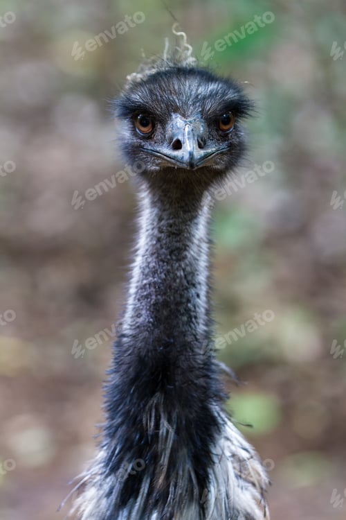 Preview: Close Up Of An Emu In A Natural Park In Costa Rica