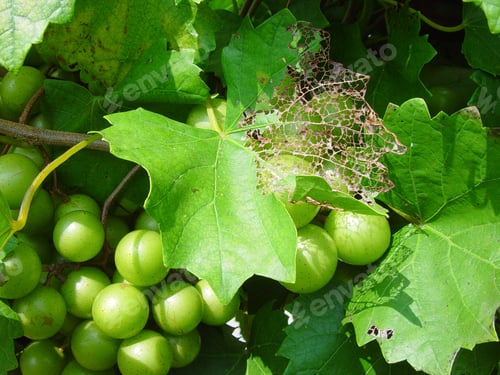 Preview: Green Grapes Growing On The Vine