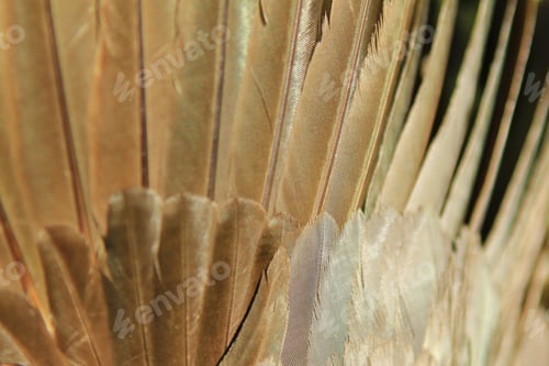 Preview: Feather Background - Natural Textures - Delicate Fluff