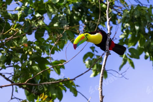 Preview: Tropical Scene In Costa Rica With A Keel Billed Toucan Perched On A Tree