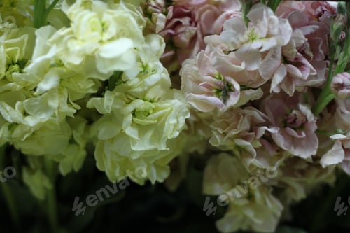 Preview: Hoary Stock Plants With Clusters Of Cream And Blush Pink Flowers 7026