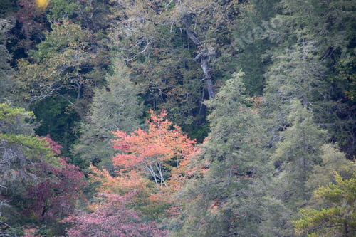 Preview: Tree In The Woods With Autumn Colors