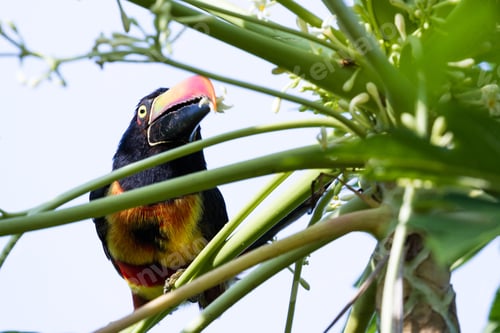 Preview: Fiery Billed Aracari Perched On A Small Green Tree In The Costa Rican Southern Pacific