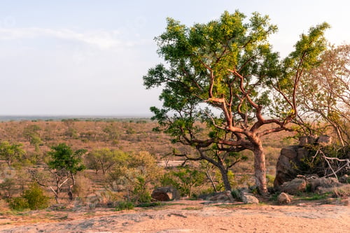Preview: Landscape Photo Of The Savanna As Far As The Eyes Can See With A Tree In The Foreground At Sunrise