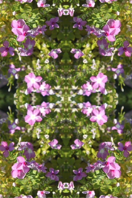 Preview: Vinca Plants Abstract With Bright Pink And Purple Flowers 0368