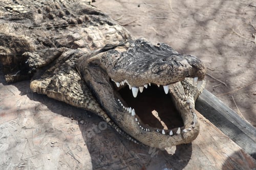 Preview: Alligator Leather Skin