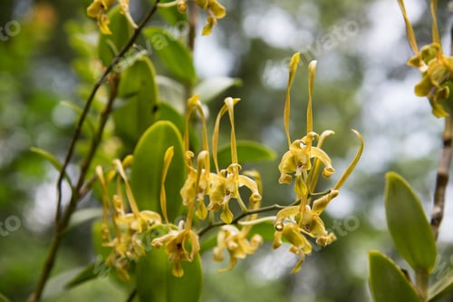 Preview: Orchid Named After Baroness Margaret Thatcher Growing In Singapore National Orchid Garden