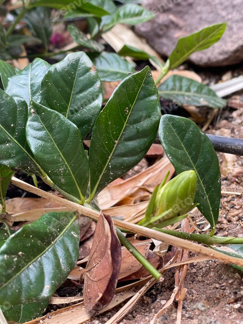 Preview: A Gardenia Bush With Bright Green Leaves 4056