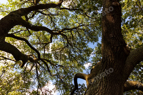 Preview: Looking Up At Southern Live Oak Trees