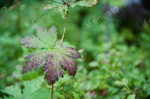 Preview: Purple Green Leaf Closeup Nature Background