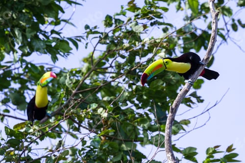 Preview: Wild Keel Billed Toucans In Costa Rica With Vivid Colors On Their Chest And Bills.