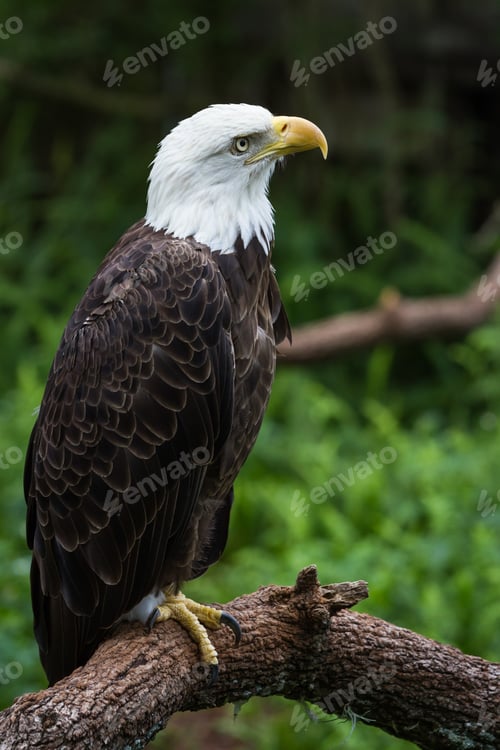 Preview: Close Up Of An American Bald Eagle Perched On A Branch